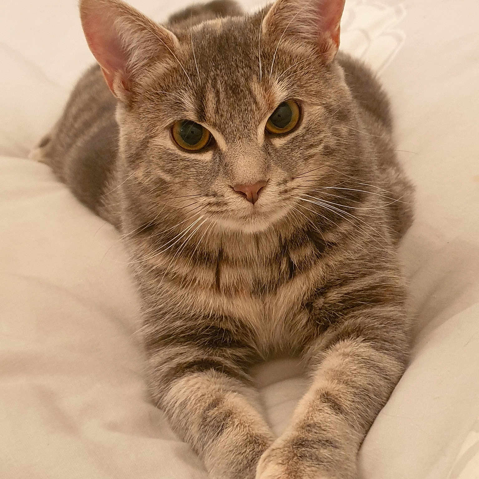 Sissi