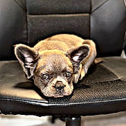 Fendi is registered to the contest to win money with this photo: puppy, dog, chair, black_chair, pet, animal, cute, ears, fur, looking, indoor, resting, office_chair, young_dog, adorable, closeup, seat, portrait, domestic_animal, canine