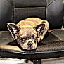 puppy, dog, chair, black_chair, pet, animal, cute, ears, fur, looking, indoor, resting, office_chair, young_dog, adorable, closeup, seat, portrait, domestic_animal, canine