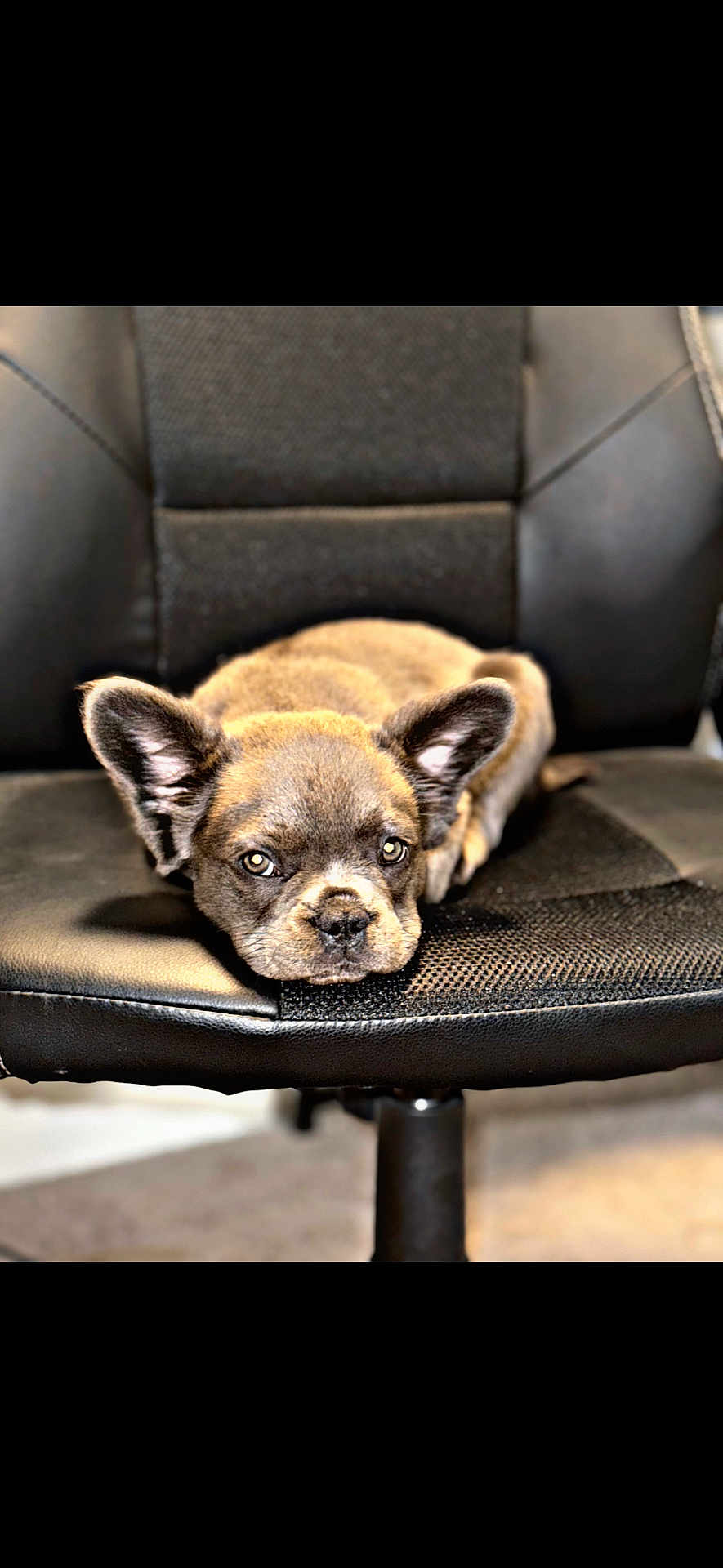 Fendi is registered to the contest to win money with this photo: puppy, dog, chair, black_chair, pet, animal, cute, ears, fur, looking, indoor, resting, office_chair, young_dog, adorable, closeup, seat, portrait, domestic_animal, canine
