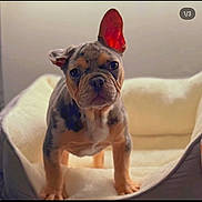 Kash joined the competition — help win amazing prizes! puppy, dog, pet, animal, french_bulldog, bed, indoor, cute, young, ears, fur, canine, looking, standing, cozy, domestic_animal, mammal, portrait, adorable, small