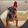 puppy, dog, pet, animal, french_bulldog, bed, indoor, cute, young, ears, fur, canine, looking, standing, cozy, domestic_animal, mammal, portrait, adorable, small