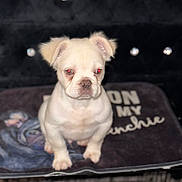 Celine is registered to the contest to win money with this photo: puppy, dog, white_dog, pet, animal, cute, indoor, blanket, tufted_background, red_eye, sitting, small_dog, furry, young_dog, canine, companion, adorable, face, ears, nostrils