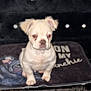 puppy, dog, white_dog, pet, animal, cute, indoor, blanket, tufted_background, red_eye, sitting, small_dog, furry, young_dog, canine, companion, adorable, face, ears, nostrils