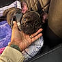 dog, puppy, french_bulldog, hand, blanket, car_seat, brown, fur, pet, resting, cute, closeup, indoor, comfort, animal, canine, small_dog, ears, snout, cuddle