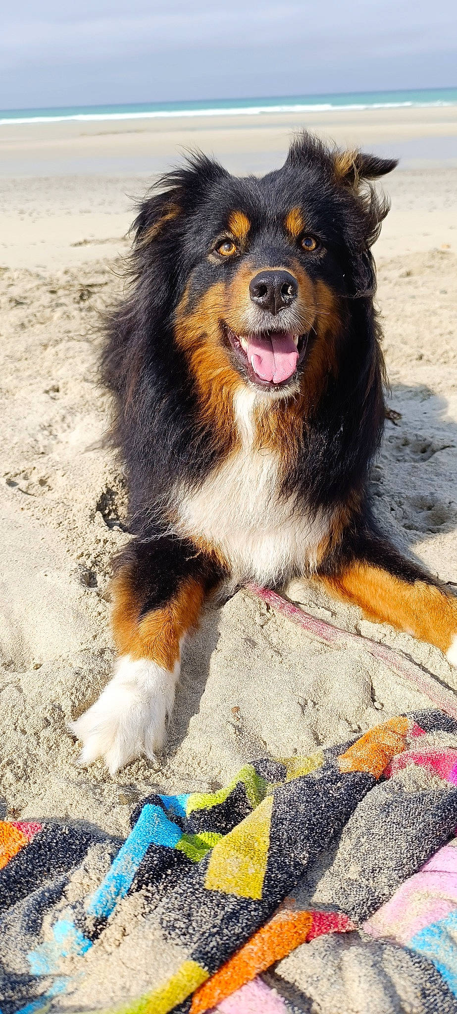 Happy participe au concours pour gagner de l'argent avec cette photo : ancient_dog_breeds, art, automotive_tire, bernese_mountain_dog, canidae, carnivore, collar, companion_dog, dog, dog_breed, fur, guard_dog, herding_dog, photography, snout, sporting_group, terrestrial_animal, whiskers, working_animal, working_dog