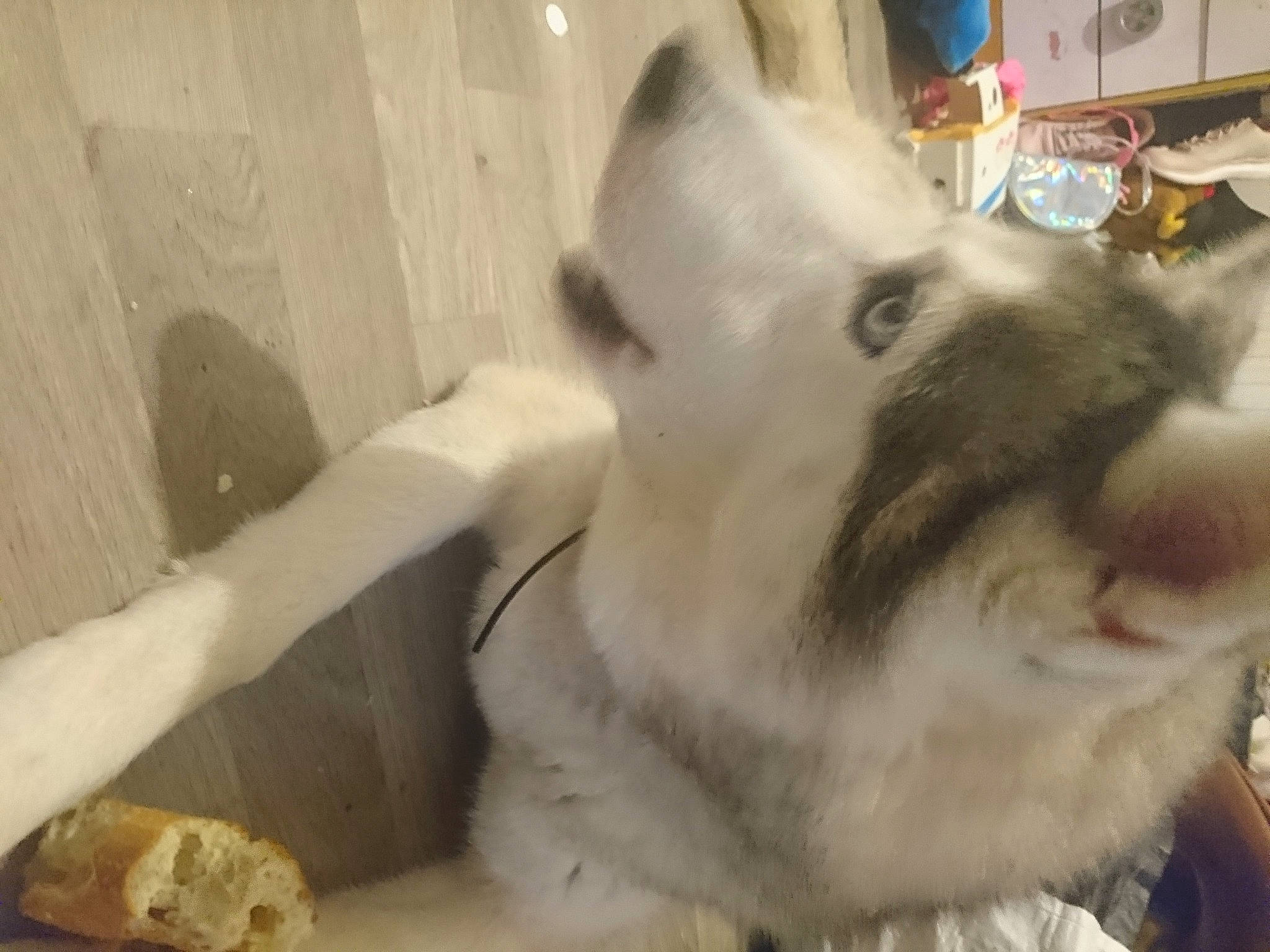 Elroy a rejoint le concours — aidez-le/la à gagner de superbes lots ! canidae, carnivore, cat, dog_breed, ear, fawn, felidae, fur, nose, paw, small_to_medium_sized_cats, snout, whiskers