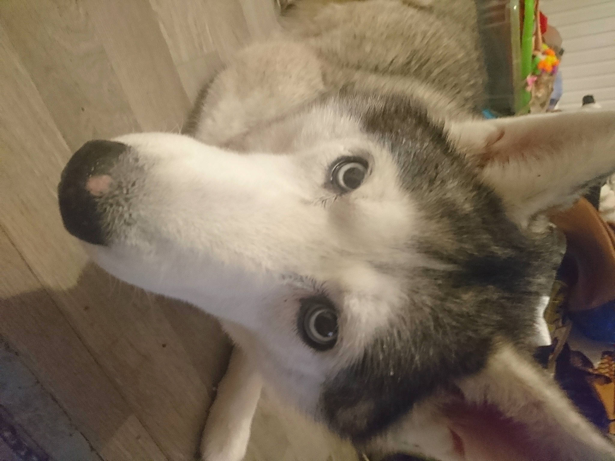 Elroy a rejoint le concours — aidez-le/la à gagner de superbes lots ! alaskan_klee_kai, alaskan_malamute, canadian_eskimo_dog, canidae, carnivore, dog, dog_breed, mammal, miniature_siberian_husky, native_american_indian_dog, northern_inuit_dog, nose, sakhalin_husky, seppala_siberian_sleddog, siberian_husky, sled_dog, snout, tamaskan_dog, vertebrate, wolfdog