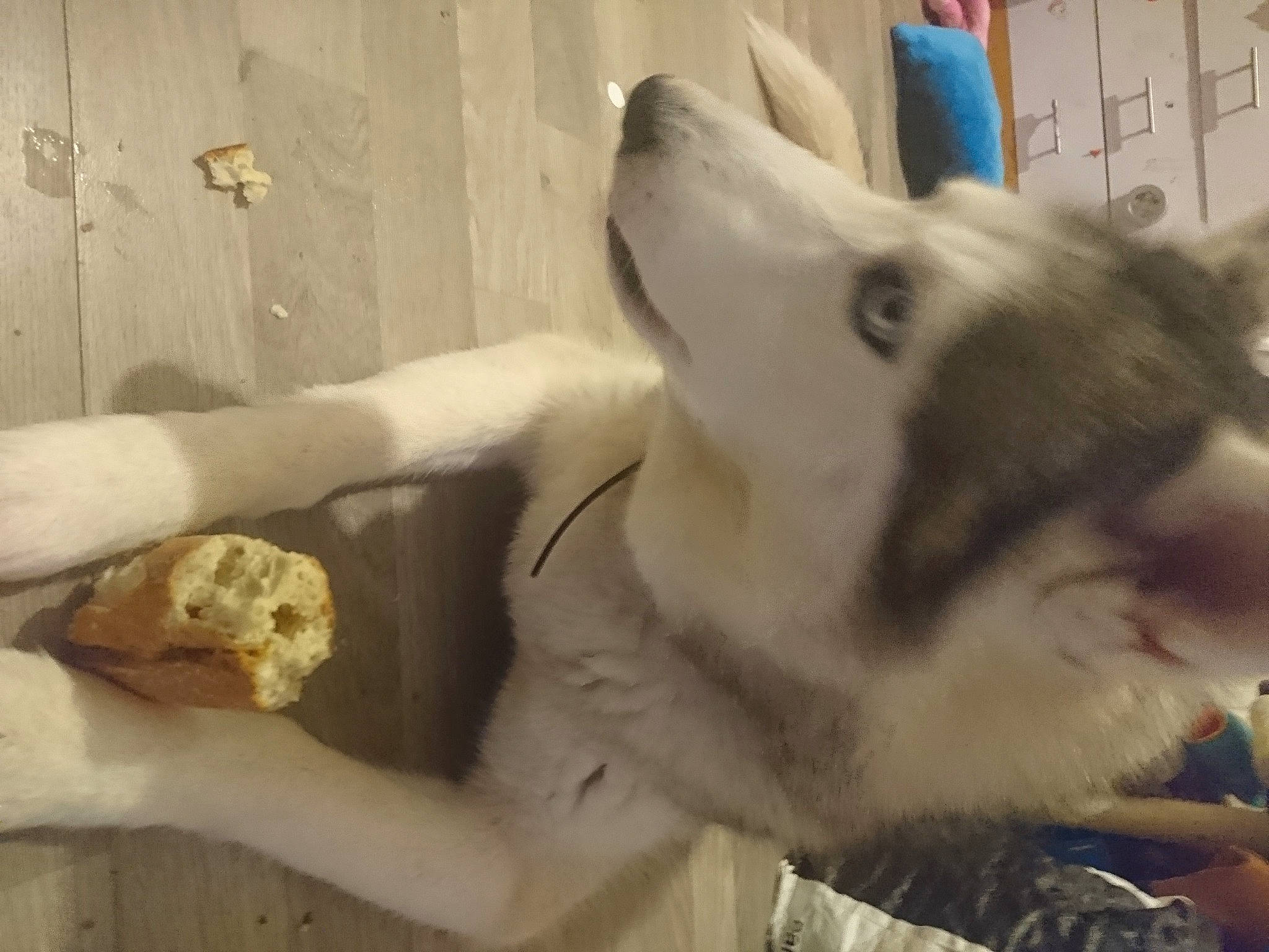 Elroy participe au concours pour gagner de l'argent avec cette photo : alaskan_malamute, canidae, carnivore, dog, dog_breed, ear, fawn, jaw, nose, paw, puppy_love, siberian_husky, snout, sporting_group, wolfdog