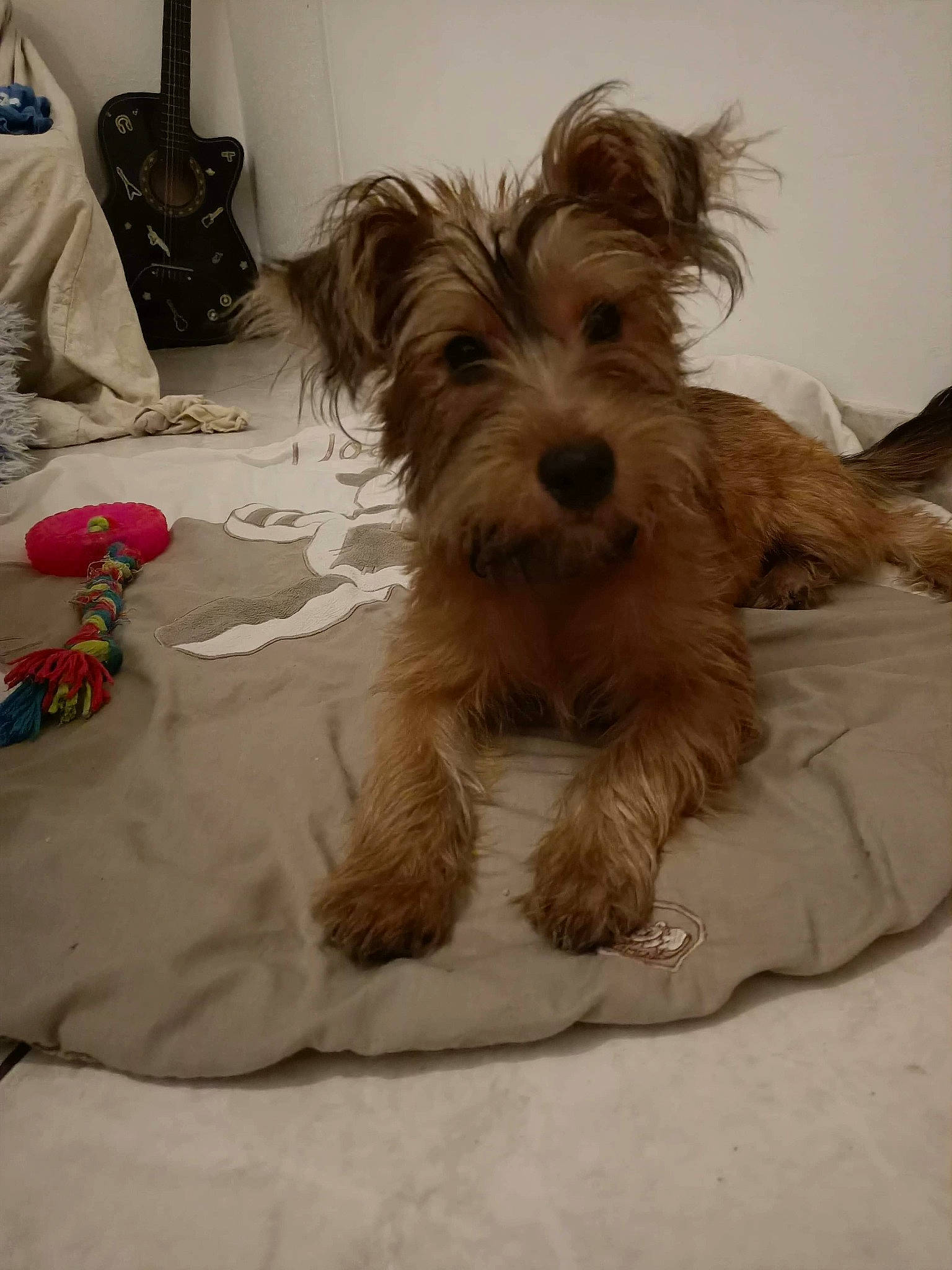 Marinette participe au concours pour gagner de l'argent avec cette photo : australian_silky_terrier, biewer_terrier, cairn_terrier, canidae, carnivore, companion_dog, dog, dog_breed, glen_of_imaal_terrier, mammal, morkie, norfolk_terrier, puppy, schnoodle, small_terrier, snout, sporting_lucas_terrier, terrier, vertebrate, yorkshire_terrier