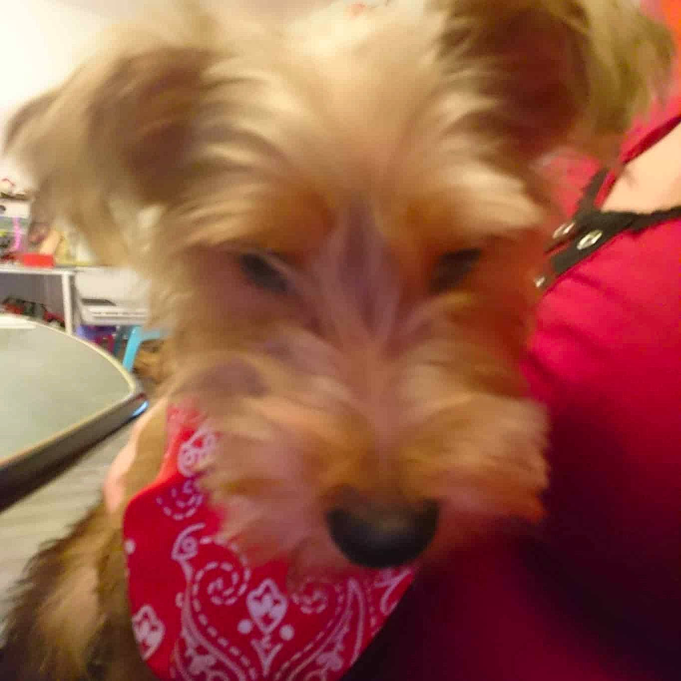 Marinette a rejoint le concours — aidez-le/la à gagner de superbes lots ! australian_silky_terrier, australian_terrier, canidae, carnivore, companion_dog, dog, dog_breed, ear, mammal, morkie, norfolk_terrier, puppy, puppy_love, schnoodle, small_terrier, snout, terrier, vertebrate, yorkipoo, yorkshire_terrier