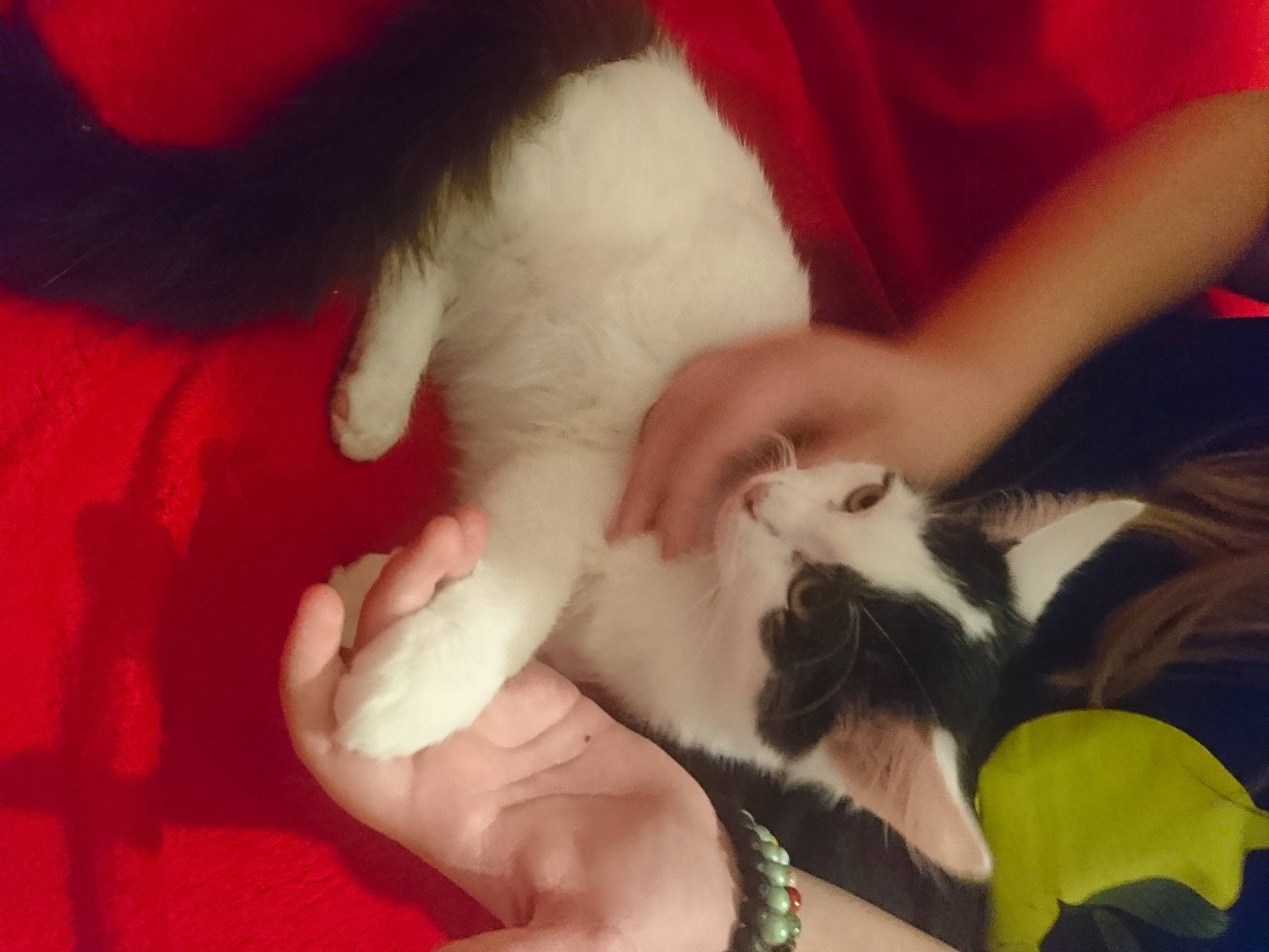 Prudence a rejoint le concours — aidez-le/la à gagner de superbes lots ! canidae, carnivore, cat, claw, companion_dog, dog_breed, ear, felidae, hand, kitten, lap, nail, paw, polydactyl_cat, puppy, puppy_love, small_to_medium_sized_cats, tail, whiskers