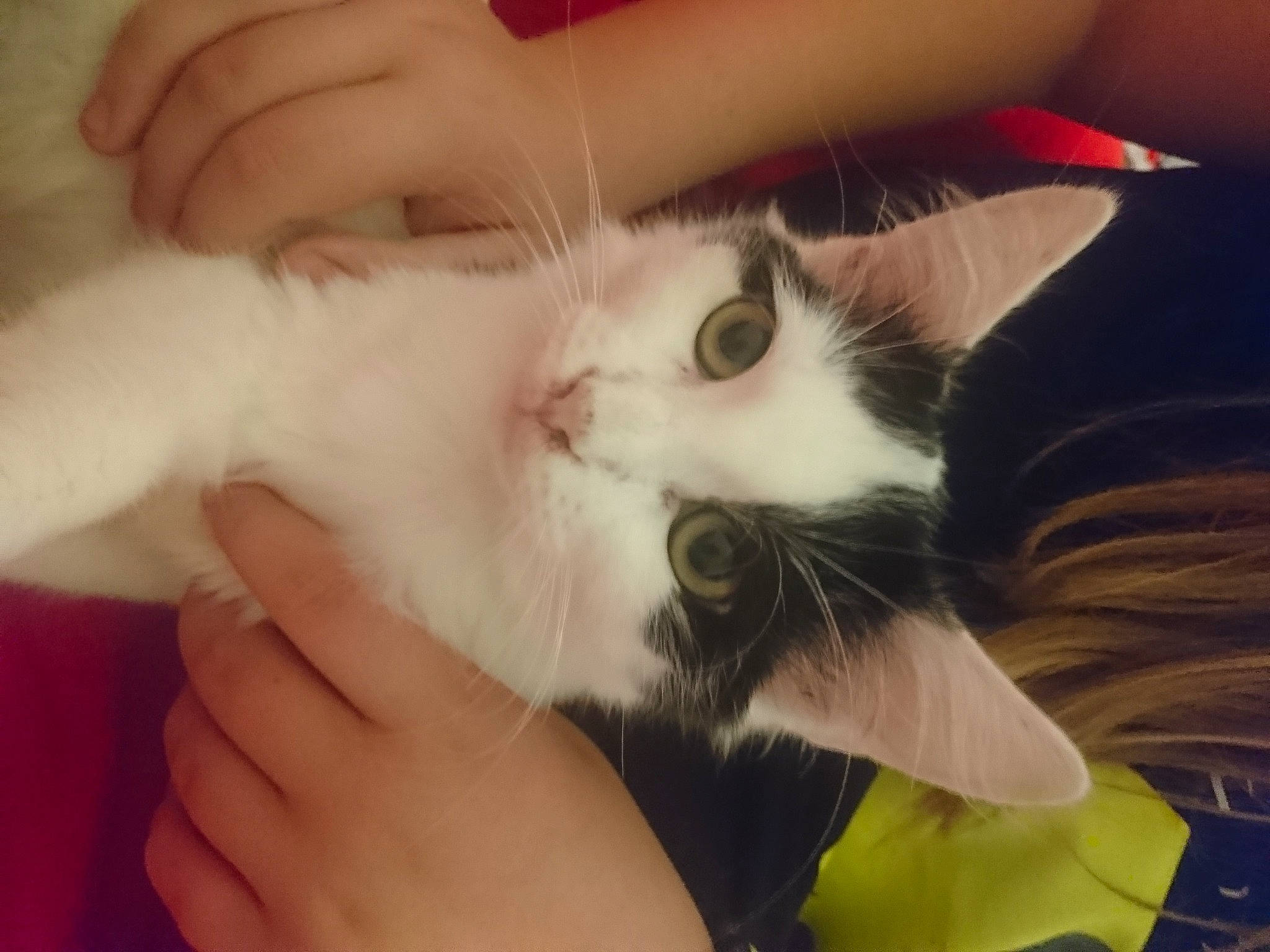 Prudence participe au concours pour gagner de l'argent avec cette photo : carnivore, cat, claw, ear, european_shorthair, eye, felidae, fur, gesture, hand, kitten, mouth, nail, nose, polydactyl_cat, skin, small_to_medium_sized_cats, snout, turkish_van, whiskers