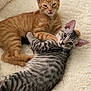 Grayson And Sonny joined the competition — help win amazing prizes! cat, kitten, orange_tabby, silver_tabby, cuddling, fluffy_blanket, pet, cute, sleepy, curious, whiskers, ears, fur, animal, domestic_animal, indoor, resting, companions, close_up, soft_texture