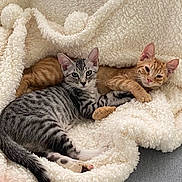 Grayson And Sonny is registered to the contest to win money with this photo: cat, kitten, feline, pet, animal, striped, gray_cat, orange_cat, blanket, soft_texture, cozy, snuggling, resting, cute, domestic_animal, indoor, fur, sleepy, companion, relaxed