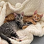 cat, kitten, feline, pet, animal, striped, gray_cat, orange_cat, blanket, soft_texture, cozy, snuggling, resting, cute, domestic_animal, indoor, fur, sleepy, companion, relaxed