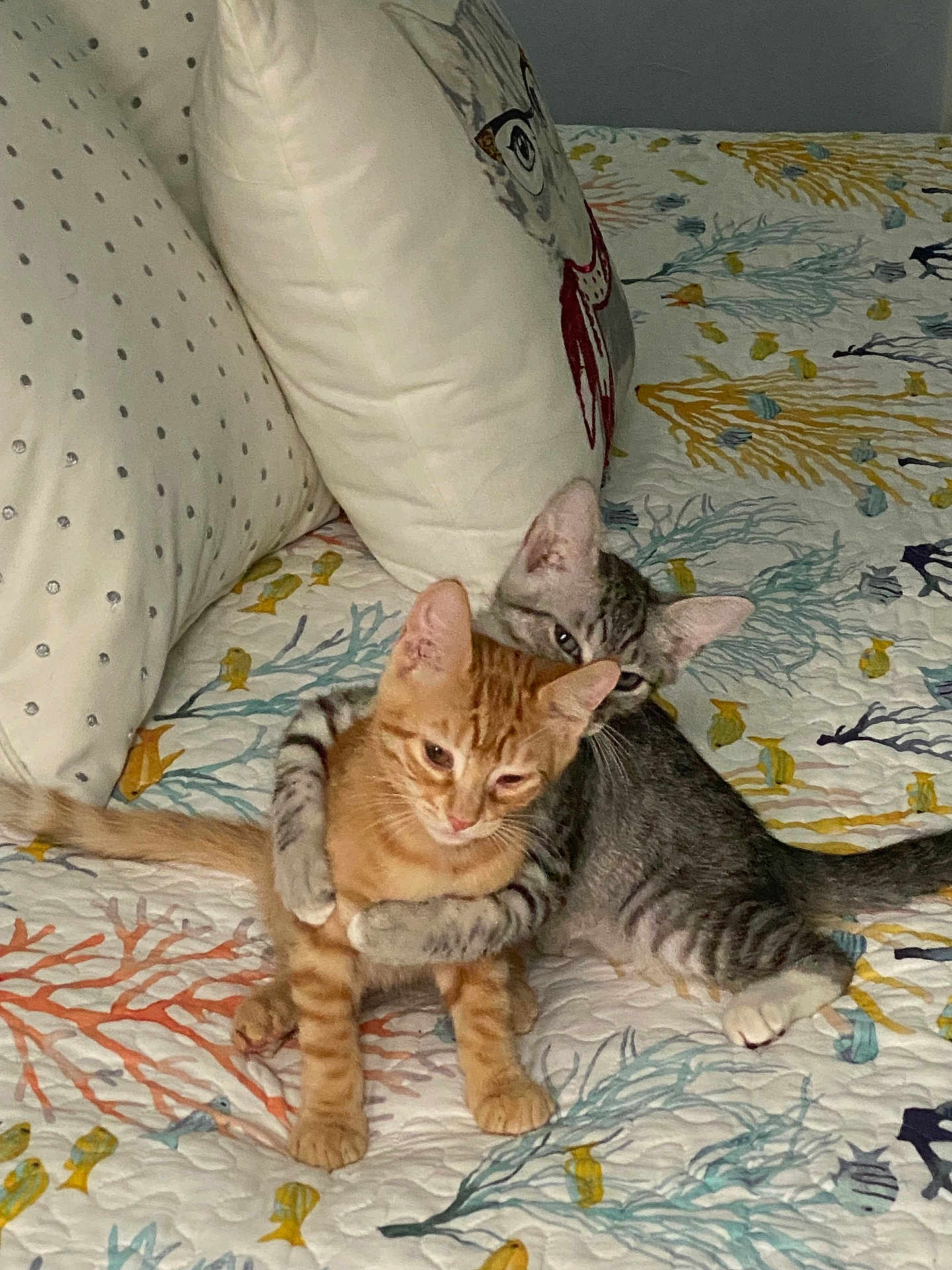 Grayson And Sonny joined the competition — help win amazing prizes! kitten, cat, tabby_cat, gray_cat, orange_cat, bed, pillow, embrace, cute, pet, animal, indoor, feline, playful, friendship, resting, striped, young, adorable, comfort