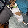 animal, bed, blanket, brown_and_white, canine, couch, cozy, curious, dog, domestic, floor, furniture, green_collar, home, indoor, looking, pet, pillow, resting, wood_paneling