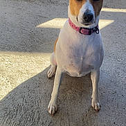 Syla a rejoint le concours — aidez-le/la à gagner de superbes lots ! dog, pet, sitting, pink_collar, collar, paws, ears, brown_and_white_fur, muzzle, eyes, concrete, patio, outdoor, sunlight, shadow, portrait, attentive, domestic_animal, jack_russell_type, front_view