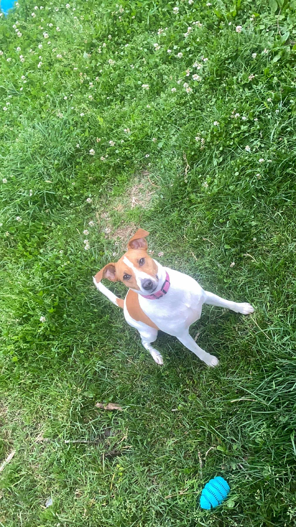 Syla participe au concours pour gagner de l'argent avec cette photo : dog, jack_russell_terrier, small_dog, white_fur, brown_patch, collar, toy, grass, lawn, clover, backyard, outdoors, sitting, looking_up, ears_up, attentive, playful, summer, pet, cute