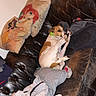Syla participe au concours pour gagner de l'argent avec cette photo : animal, bag, brown_and_white_dog, casual, clothes, cozy, decor, dog, fabric, furniture, home, indoor, leather_couch, messy, painted_wall, pillows, relaxation, resting, sleeping, stuffed