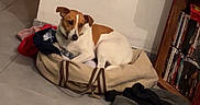 Syla participe au concours pour gagner de l'argent avec cette photo : bag, brown_and_white, casual, clothes, corner, curious, dog, domestic, dvd, floor, home, indoor, pet, quiet, relaxed, resting, shelf, small_dog, tile, wooden