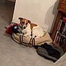 bag, brown_and_white, casual, clothes, corner, curious, dog, domestic, dvd, floor, home, indoor, pet, quiet, relaxed, resting, shelf, small_dog, tile, wooden