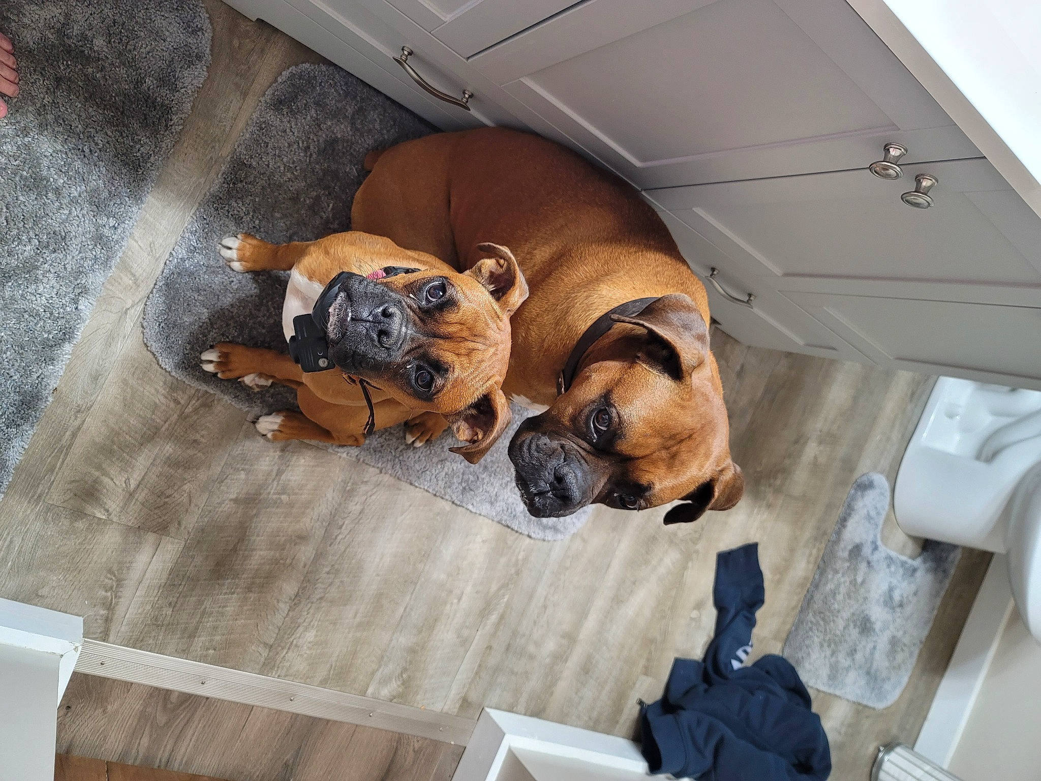 Prissy joined the competition — help win amazing prizes! building, canidae, carnivore, ceiling, comfort, companion_dog, dog, dog_breed, door, fawn, floor, flooring, hardwood, molding, pet_supply, snout, sporting_group, wood, working_animal, working_dog