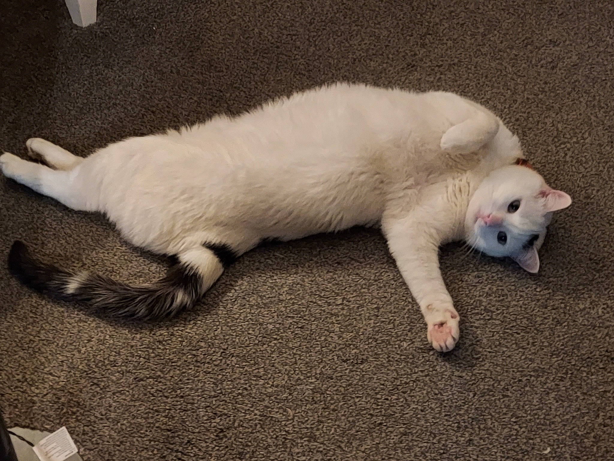 Chester joined the competition — help win amazing prizes! canidae, carnivore, cat, claw, comfort, companion_dog, dog_breed, domestic_short_haired_cat, fawn, felidae, flooring, foot, fur, nap, paw, small_to_medium_sized_cats, snout, tail, terrestrial_animal, whiskers