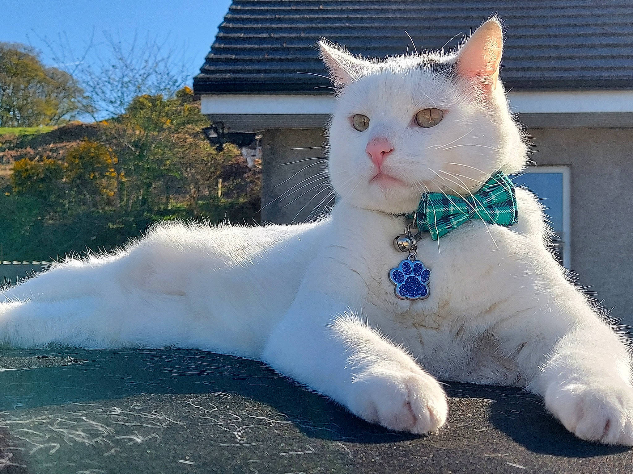 Chester is registered to the contest to win money with this photo: carnivore, cat, claw, domestic_short_haired_cat, eye, fawn, felidae, fur, grass, paw, plant, sitting, sky, small_to_medium_sized_cats, snout, tail, tree, whiskers, window