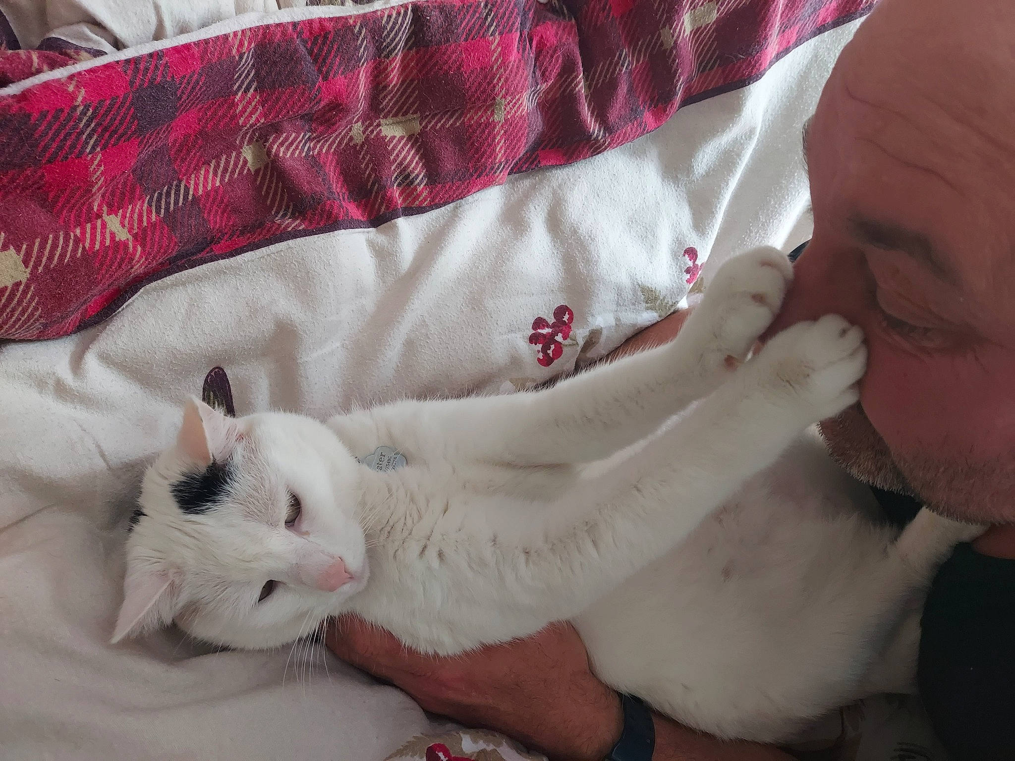 Chester joined the competition — help win amazing prizes! bed, bedding, blanket, carnivore, cat, claw, comfort, domestic_short_haired_cat, fawn, felidae, fur, linens, nail, nap, pattern, paw, small_to_medium_sized_cats, tail, textile, whiskers