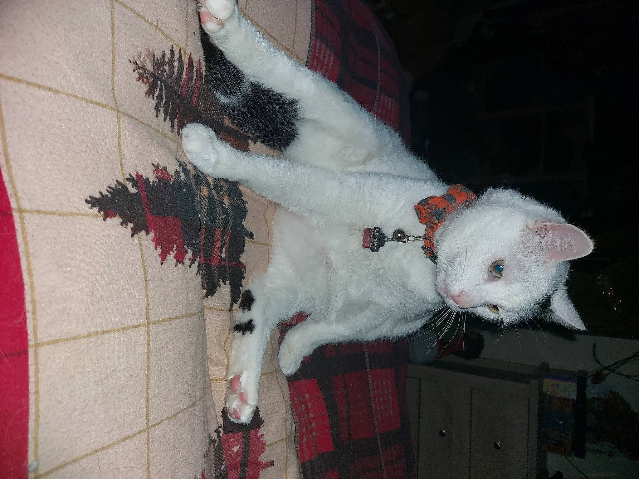 Chester is registered to the contest to win money with this photo: carmine, carnivore, cat, claw, dog_breed, domestic_short_haired_cat, eye, fang, felidae, fur, pattern, paw, small_to_medium_sized_cats, snout, tail, terrestrial_animal, whiskers