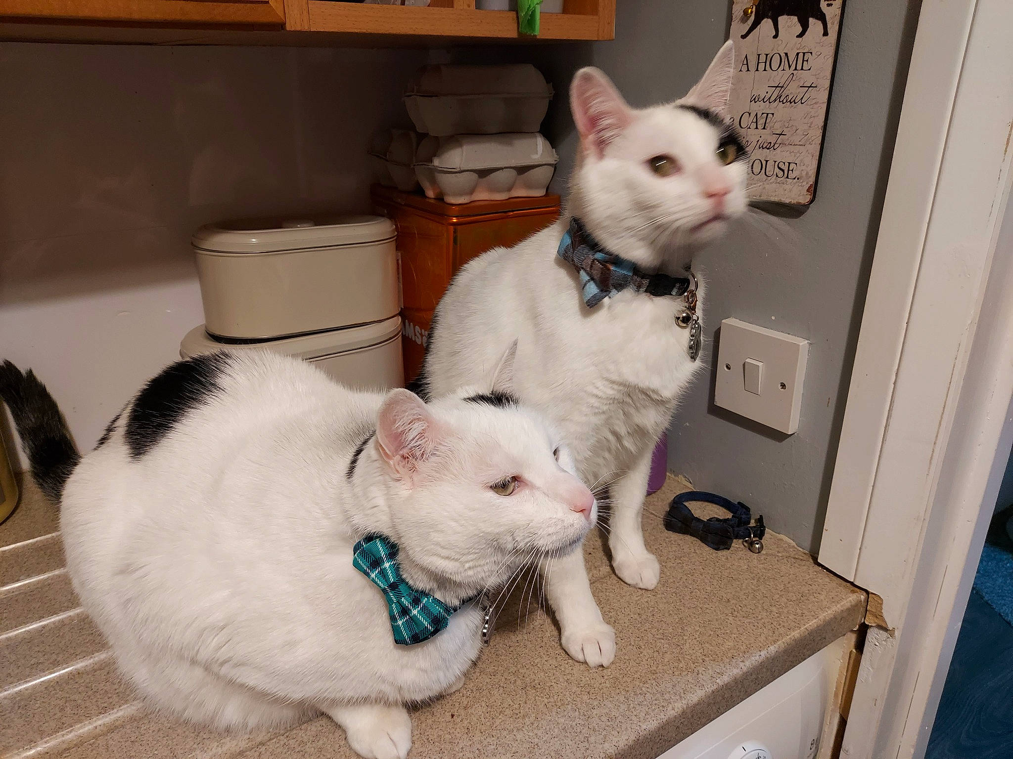 Chester joined the competition — help win amazing prizes! box, carnivore, cat, collar, comfort, domestic_short_haired_cat, eye, fang, fawn, felidae, fur, head, mammal, paw, pet_supply, small_to_medium_sized_cats, snout, tail, whiskers