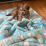 Rocky joined the competition — help win amazing prizes! puppy, dog, blanket, blue_blanket, patterned_blanket, bones_pattern, paw_prints, wooden_floor, leather_couch, cute, fluffy, pet, animal, indoor, small_dog, fur, sitting, looking, cozy, adorable