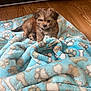 puppy, dog, blanket, blue_blanket, patterned_blanket, bones_pattern, paw_prints, wooden_floor, leather_couch, cute, fluffy, pet, animal, indoor, small_dog, fur, sitting, looking, cozy, adorable