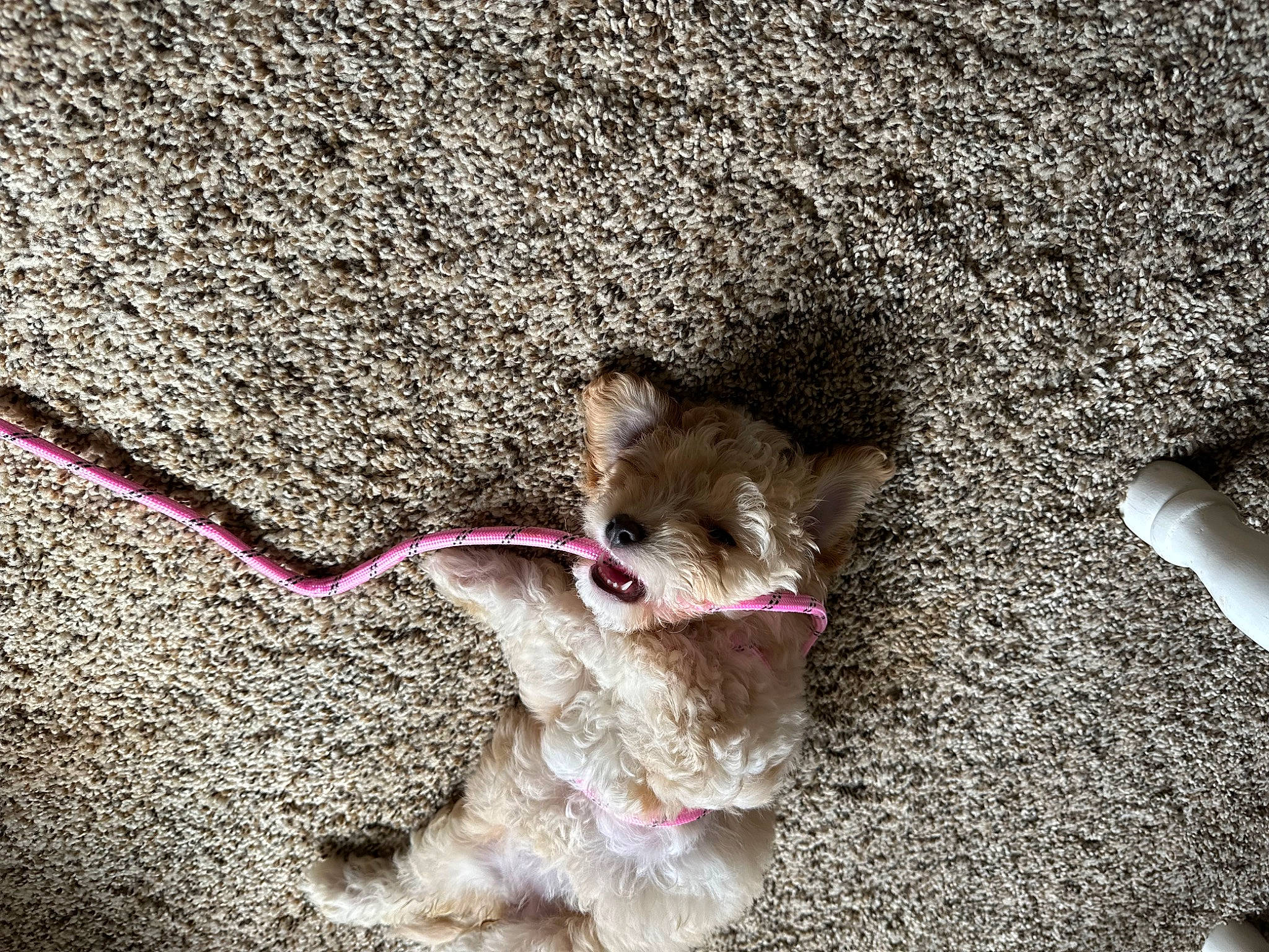 Buttercup is registered to the contest to win money with this photo: asphalt, carnivore, collar, companion_dog, dog, dog_breed, fawn, felidae, leash, paw, pet_supply, road_surface, sidewalk, small_to_medium_sized_cats, snout, sporting_group, tail, terrestrial_animal, whiskers, working_animal