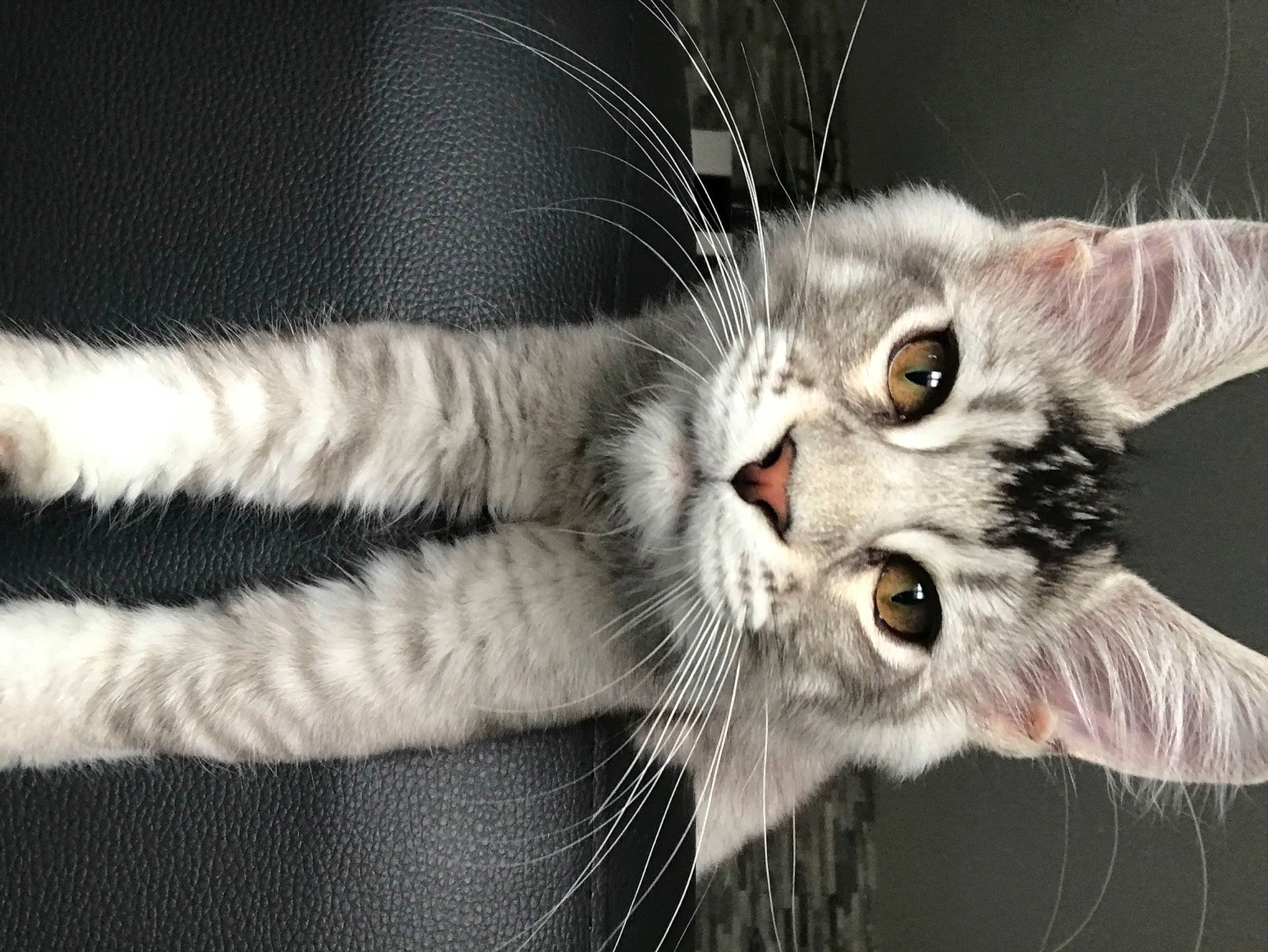 Rocco a rejoint le concours — aidez-le/la à gagner de superbes lots ! american_curl, american_shorthair, american_wirehair, asian, carnivore, cat, domestic_short_haired_cat, dragon_li, european_shorthair, eye, felidae, fur, kitten, mammal, pixie_bob, polydactyl_cat, small_to_medium_sized_cats, snout, tabby_cat, whiskers