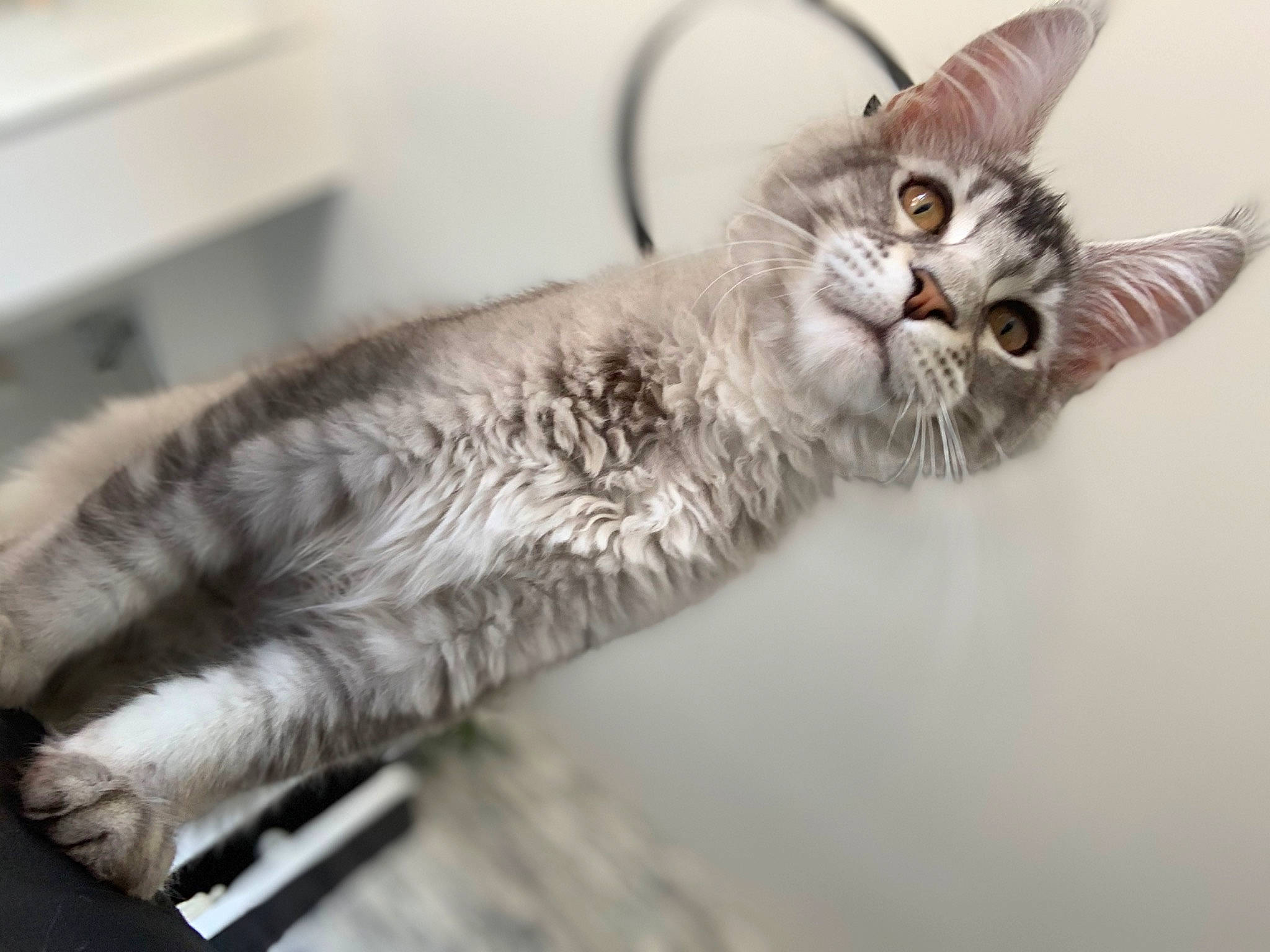 Rocco participe au concours pour gagner de l'argent avec cette photo : american_shorthair, american_wirehair, asian, australian_mist, carnivore, cat, domestic_short_haired_cat, dragon_li, ear, european_shorthair, felidae, fur, kitten, maine_coon, mammal, pixie_bob, siberian, small_to_medium_sized_cats, tabby_cat, whiskers