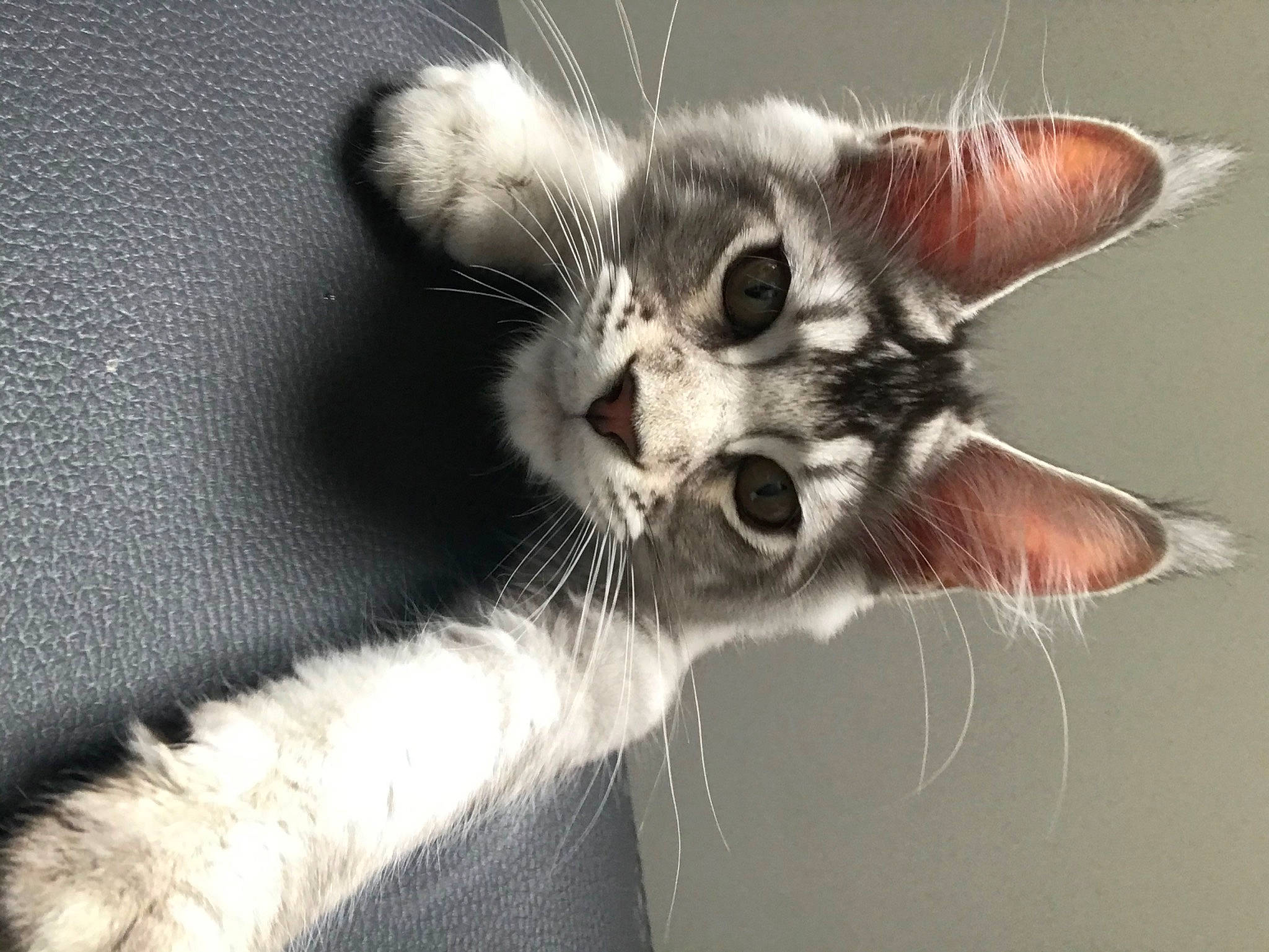 Rocco participe au concours pour gagner de l'argent avec cette photo : carnivore, cat, close_up, ear, felidae, fur, kitten, laperm, macro_photography, organism, oriental_longhair, paw, photography, small_to_medium_sized_cats, snout, tabby_cat, tail, whiskers