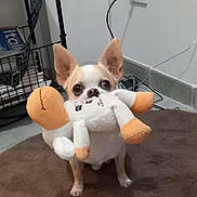 Leo a rejoint le concours — aidez-le/la à gagner de superbes lots ! dog, small_dog, chihuahua, plush_toy, toy, ears, brown_rug, indoor, floor, wall_socket, cable, wire_basket, magazines, books, pet, animal, cute, standing, looking, playful