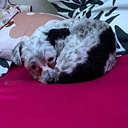 Spéculos participe au concours pour gagner de l'argent avec cette photo : animal, bed, comfort, cozy, curled_up, cute, dog, domestic, fur, home, indoor, lying_down, pet, pillow, pink_surface, relaxed, resting, sleepy, small_dog, spotted_fur