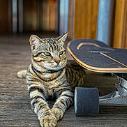 Francis a rejoint le concours — aidez-le/la à gagner de superbes lots ! cat, tabby, skateboard, wooden_floor, relaxed, pet, animal, indoor, collar, feline, whiskers, paws, green_eyes, striped, domestic_cat, side_view, quiet, calm, closeup, resting