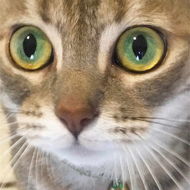 Nelly