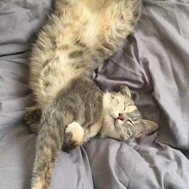 Naya
