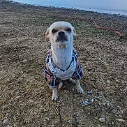 Ramon joined the competition — help win amazing prizes! brown_fur, dog, dressed_pet, driftwood, floppy_ears, lakeshore, landscape, looking_at_camera, nature, outdoor, pebbles, plaid_clothing, portrait, rocky_ground, shoreline, sitting, small_dog, vertical_photo, water, white_fur