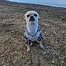 brown_fur, dog, dressed_pet, driftwood, floppy_ears, lakeshore, landscape, looking_at_camera, nature, outdoor, pebbles, plaid_clothing, portrait, rocky_ground, shoreline, sitting, small_dog, vertical_photo, water, white_fur