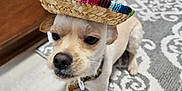 Ramon joined the competition — help win amazing prizes! animal, black_nose, canine, collar, cute, dog, domestic_animal, ears, floor_rug, hat, indoor, kitchen, light_brown_fur, looking_down, patterned_rug, pet, sitting, small_dog, sombrero, wooden_cabinet