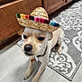 animal, black_nose, canine, collar, cute, dog, domestic_animal, ears, floor_rug, hat, indoor, kitchen, light_brown_fur, looking_down, patterned_rug, pet, sitting, small_dog, sombrero, wooden_cabinet