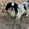 dog, black_and_white, small_dog, fluffy, leash, outdoor, shells, pebbles, happy, tongue_out, pet, animal, canine, fur, tail, walking, companion, cute, friendly, nature