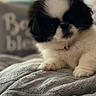 puppy, dog, black_and_white, fluffy, cute, pet, animal, blanket, cozy, indoor, soft, small, fur, paws, face, resting, cushion, blurred_background, domestic, companion